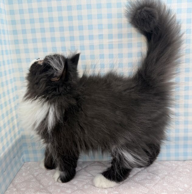 フォールデックス