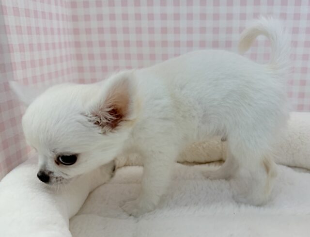 最新画像📷ムチムチホワイトエンジェル!チワワくん! チワワ