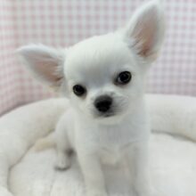 最新画像📷ムチムチホワイトエンジェル！チワワくん！