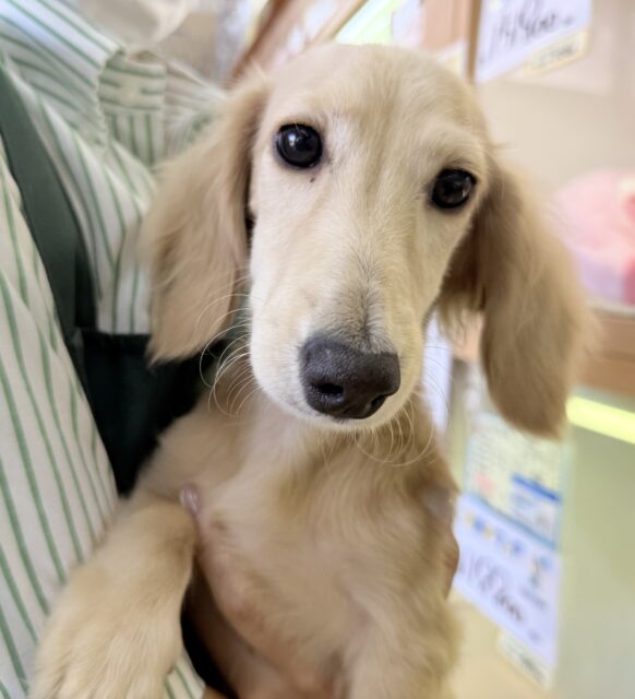 ミニチュアダックス