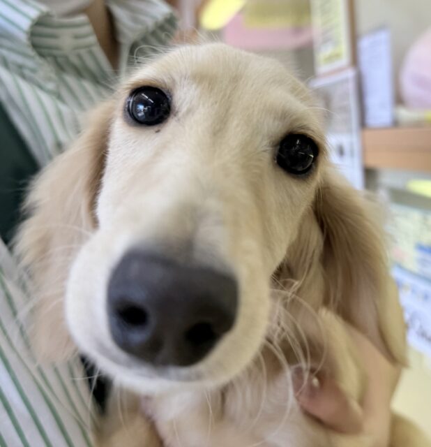 ミニチュアダックス