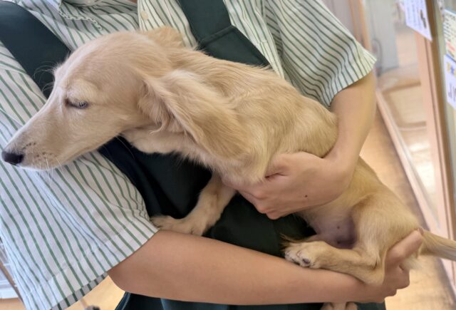 ミニチュアダックス