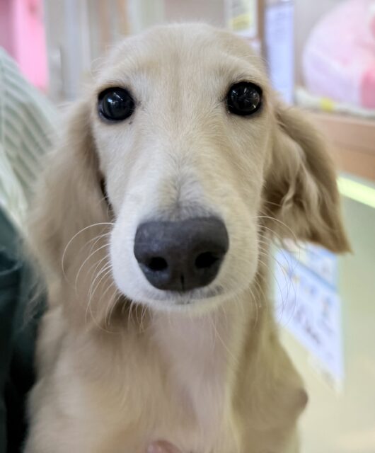 ミニチュアダックス