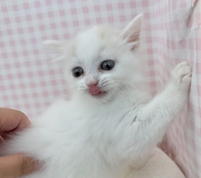 スコティッシュフォールド