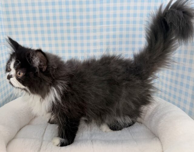 フォールデックス