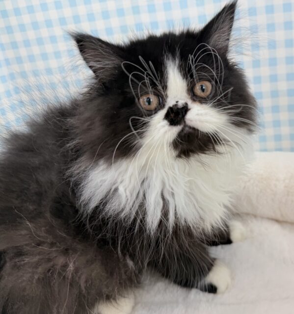 フォールデックス