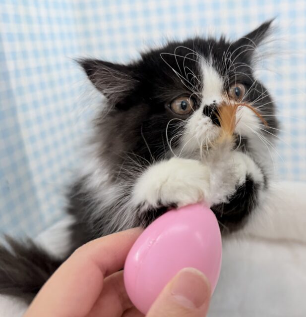 フォールデックス