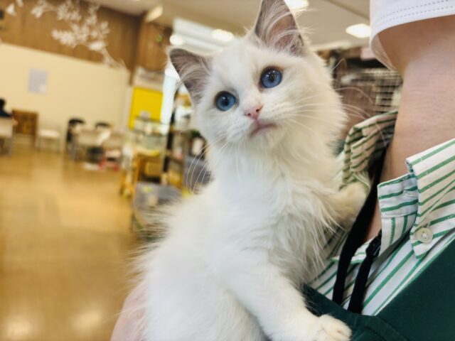 僕の甘ったれを受け止めて！！ラグドールくん！