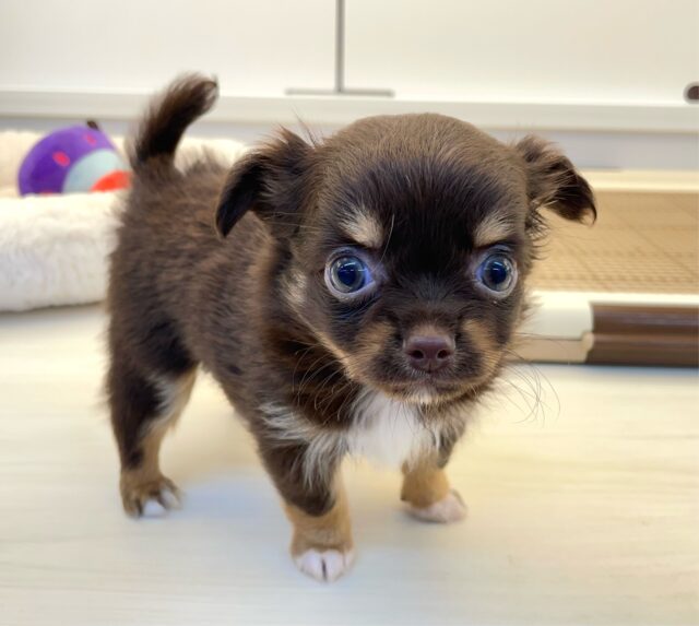 🍫ちょこちょこ寄ってきちゃ🍫ロング・チワワ(チョコレート＆タン)💙男の子💙2025年6月3日生まれ