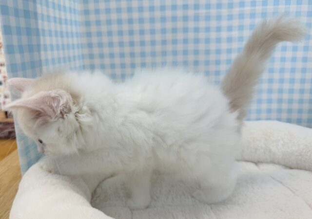 スコティッシュフォールド