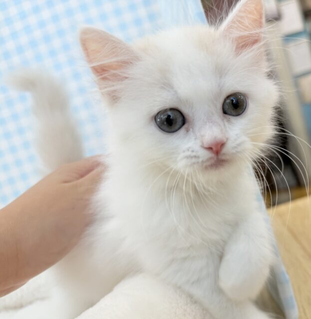 スコティッシュフォールド