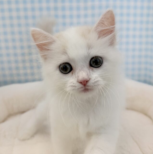 スコティッシュフォールド