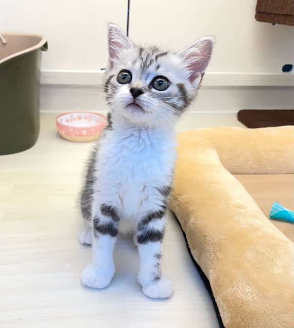 スコティッシュストレート