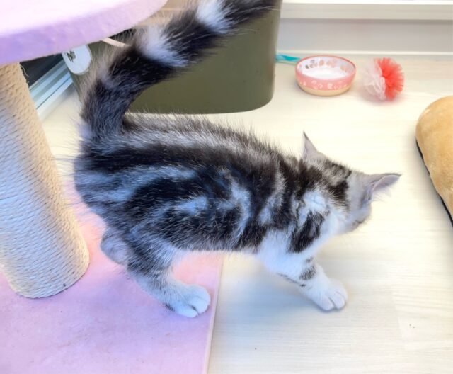 スコティッシュストレート