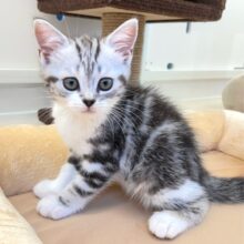 ん？アメショーじゃないよ(´•ᴗ•;ก)スコティッシュ・ストレート(シルバータビー＆ホワイト)🩶‎🤍女の子2025年6月7日生まれ