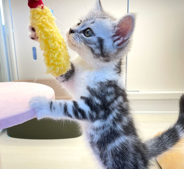 スコティッシュストレート