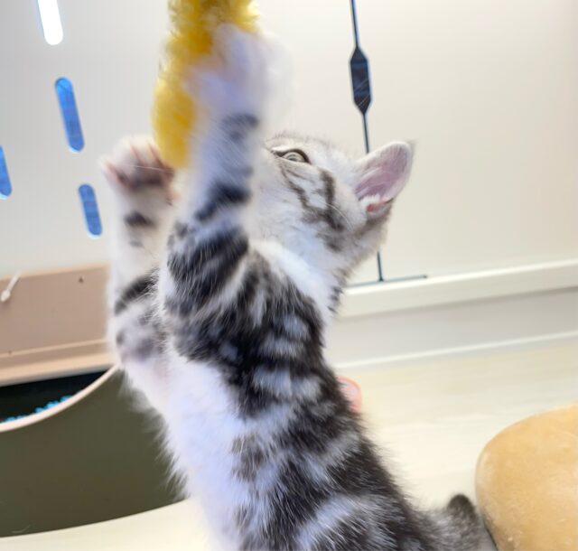 スコティッシュストレート