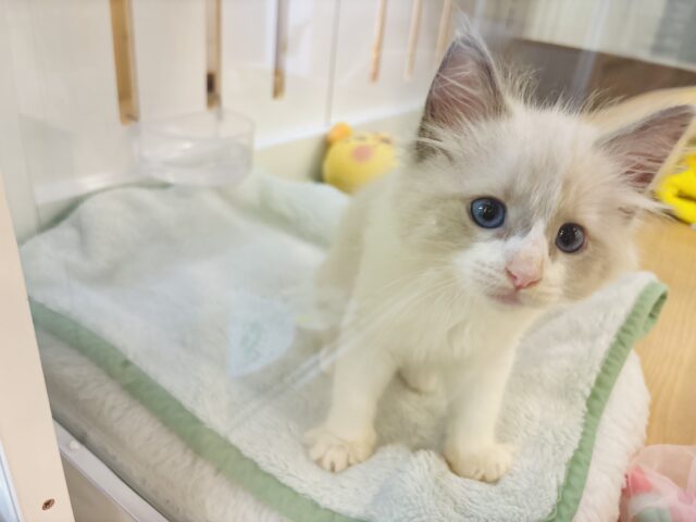 ネヴァマスカレード