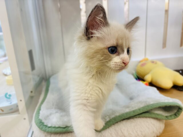 ネヴァマスカレード