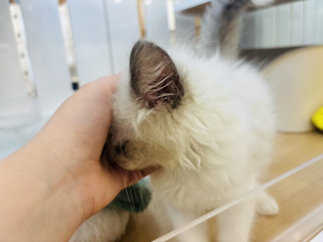 ネヴァマスカレード