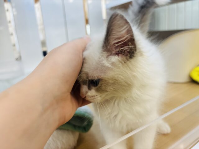 ネヴァマスカレード