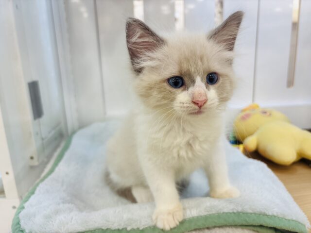 ネヴァマスカレード