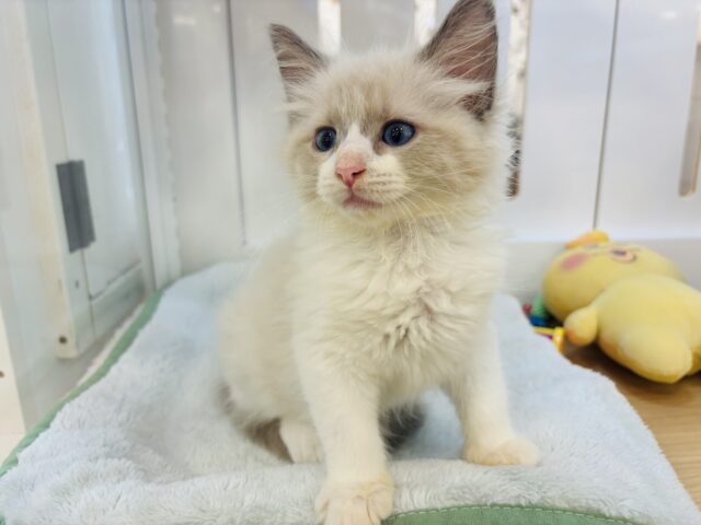 ネヴァマスカレード