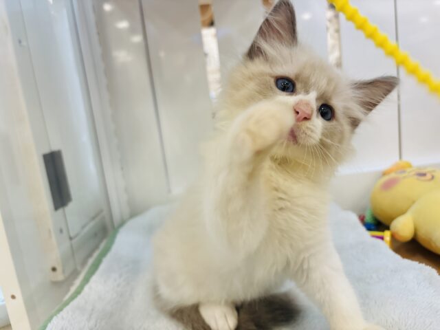 ネヴァマスカレード