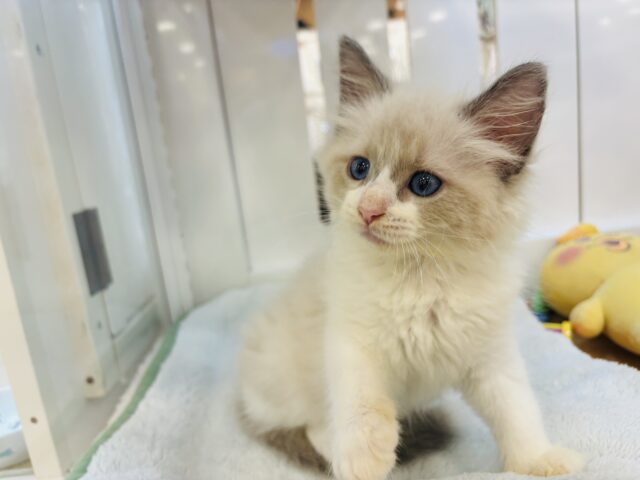 その可愛さにゃんにゃんですか!!ネヴァマスカレードくん! ネヴァマスカレード