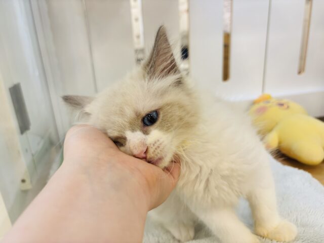 その可愛さにゃんにゃんですか!!ネヴァマスカレードくん! ネヴァマスカレード