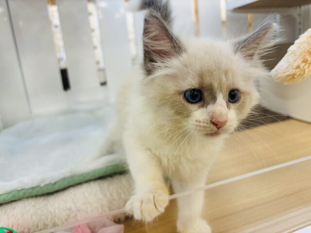 ネヴァマスカレード