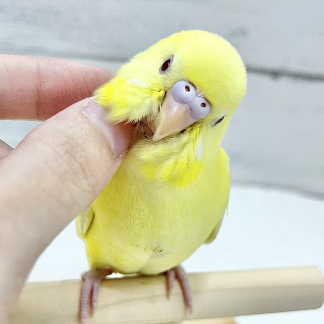 セキセイインコ（ルチノー）　きらきら黄色のインコさん！