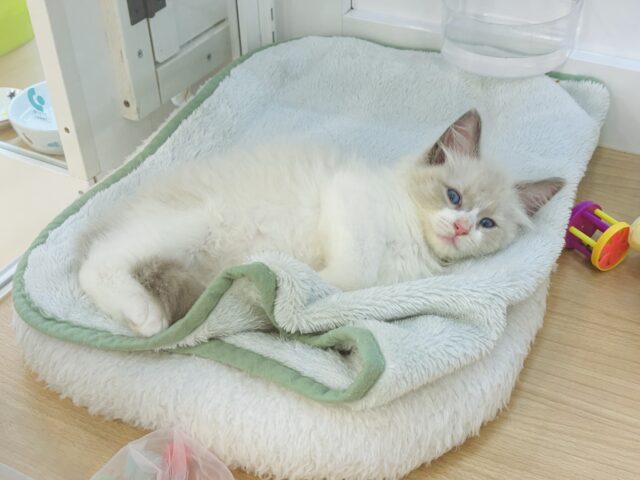 ネヴァマスカレード