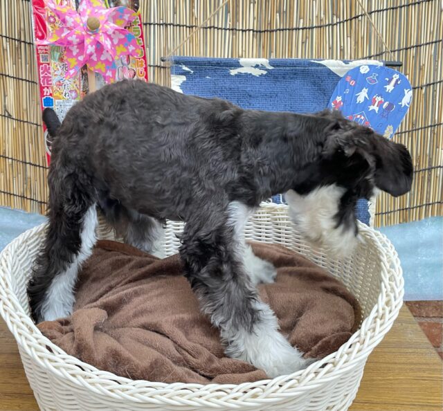 ミニチュアシュナウザー