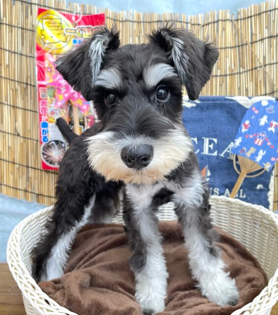 ミニチュアシュナウザー