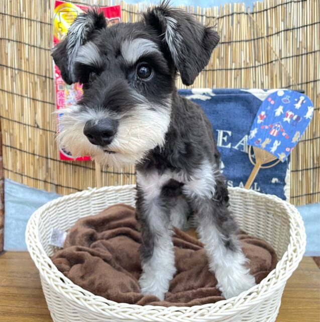 ミニチュアシュナウザー