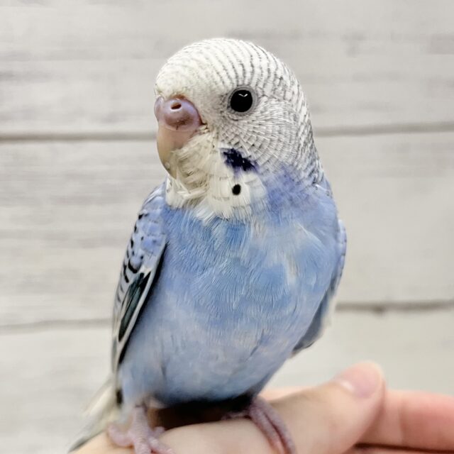 セキセイインコ（ブルーオパーリン）　青と白と黒！きれいなカラーの子が来ました♪