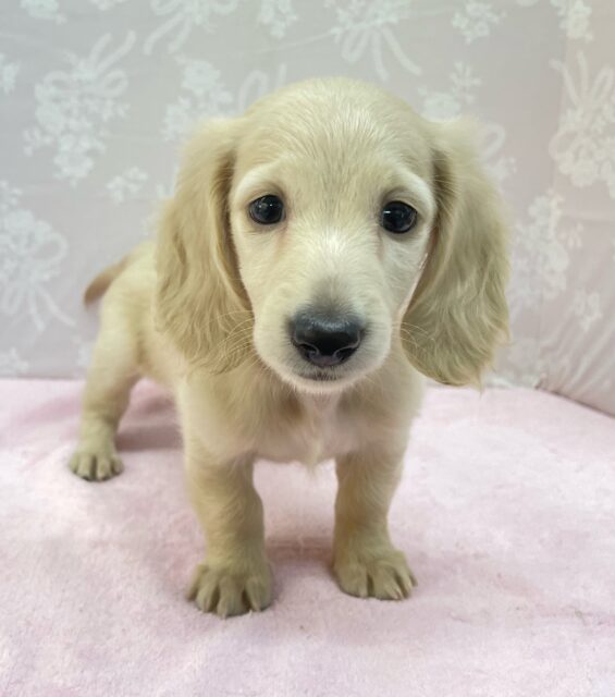 ミニチュアダックス