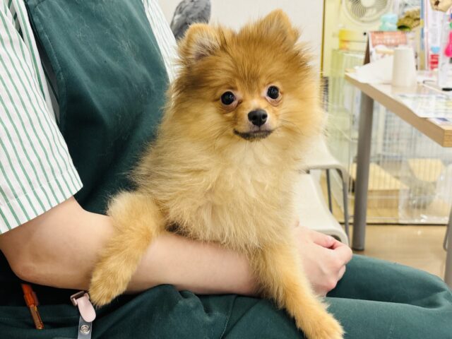 ポメラニアン