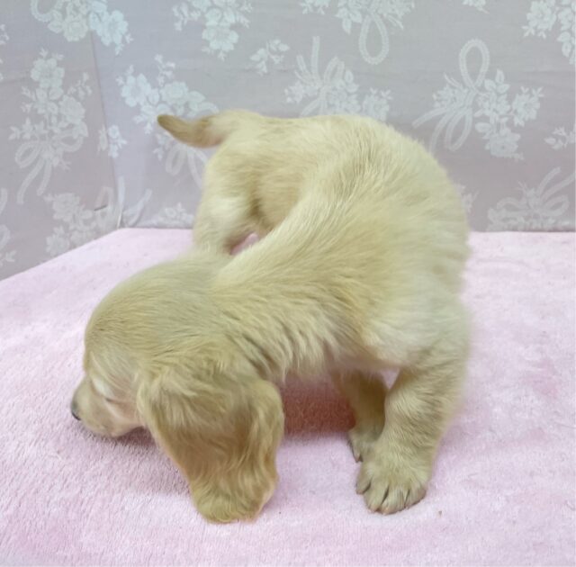 ミニチュアダックス