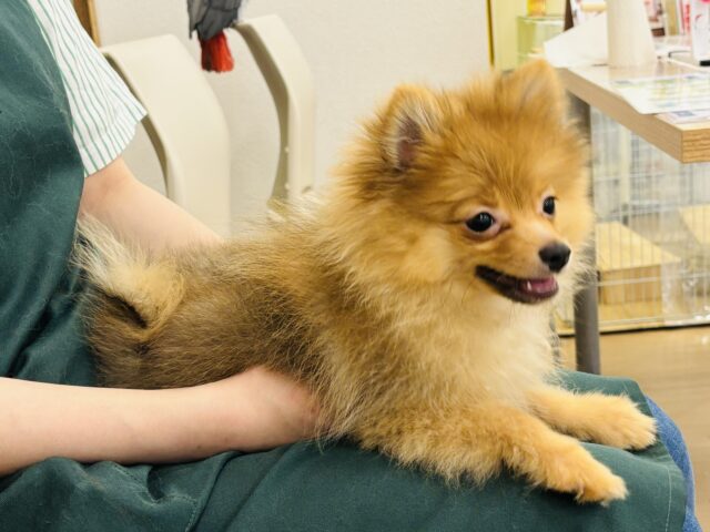 ポメラニアン
