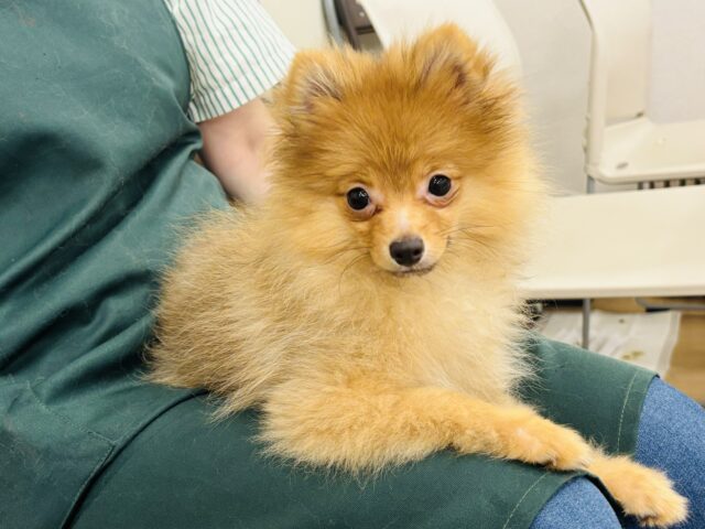 ポメラニアン