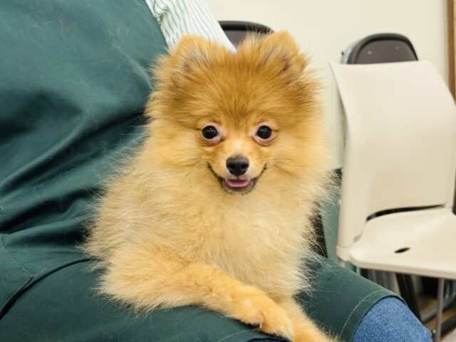 超ホヤホヤ最新画像✨サーカス団顔負けジャ〜〜ンプ！？ポメラニアンくん！