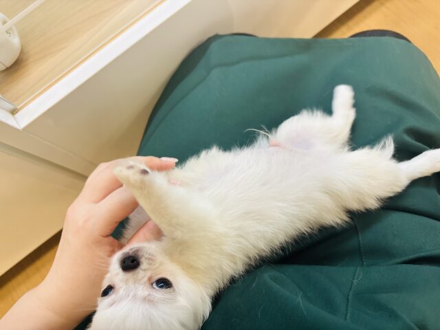 チワペキ（ペキチー、ペキチワ）