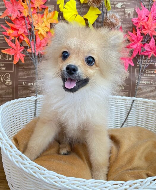 💖ポメてぃ〜STREET💖ポメラニアン(オレンジ)🍊女の子💖2025年4月12日生まれ ポメラニアン