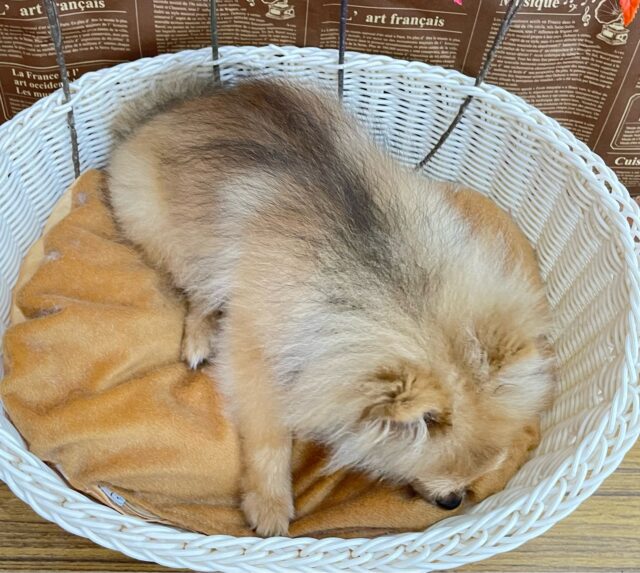 💖ポメてぃ〜STREET💖ポメラニアン(オレンジ)🍊女の子💖2025年4月12日生まれ ポメラニアン