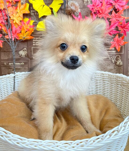 💖ポメてぃ〜STREET💖ポメラニアン(オレンジ)🍊女の子💖2025年4月12日生まれ ポメラニアン