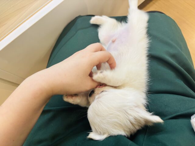 チワペキ（ペキチー、ペキチワ）