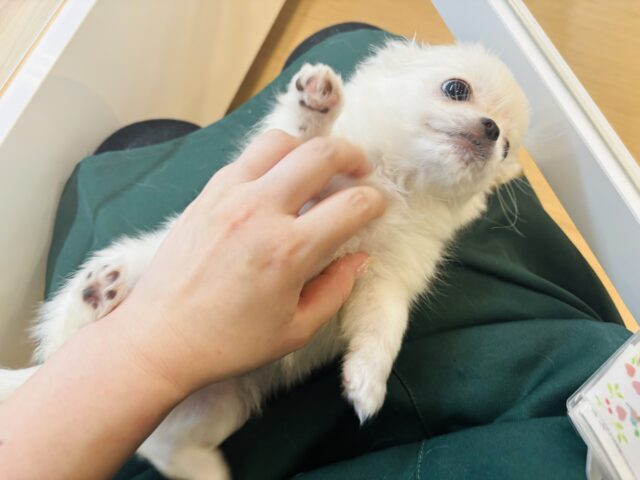 チワペキ（ペキチー、ペキチワ）