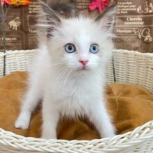 キレイな瞳👀️️️🩵ラグドール(シールポイントバイカラー)‎🤍男の子💙2025年6月10日生まれ